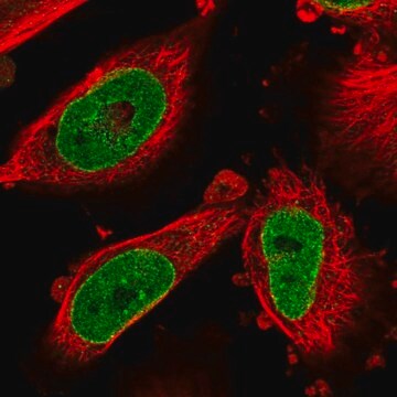 Anti-NSUN3 antibody produced in rabbit Prestige Antibodies&#174; Powered by Atlas Antibodies, affinity isolated antibody