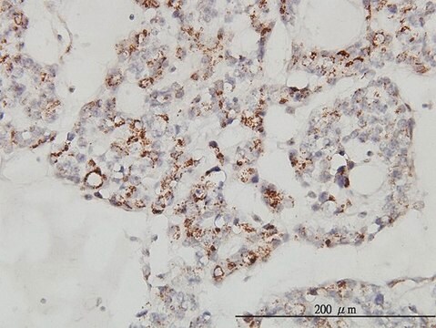 Monoclonal Anti-MCFD2 antibody produced in mouse clone 3A5-G4, purified immunoglobulin, buffered aqueous solution