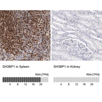 Anti-SH3BP1 antibody produced in rabbit Prestige Antibodies&#174; Powered by Atlas Antibodies, affinity isolated antibody, buffered aqueous glycerol solution