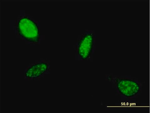 Monoclonal Anti-ATOH1 antibody produced in mouse clone 1B12, purified immunoglobulin, buffered aqueous solution