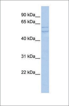 Anti-UXS1 antibody produced in rabbit affinity isolated antibody