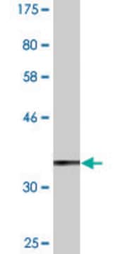 Monoclonal Anti-MARCH3 antibody produced in mouse clone 1F6, purified immunoglobulin, buffered aqueous solution