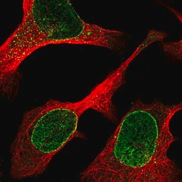 Anti-ZBED6CL antibody produced in rabbit Prestige Antibodies&#174; Powered by Atlas Antibodies, affinity isolated antibody