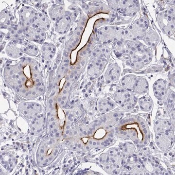 Anti-OPRPN antibody produced in rabbit Prestige Antibodies&#174; Powered by Atlas Antibodies, affinity isolated antibody, buffered aqueous glycerol solution