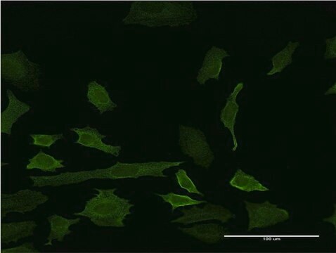 ANTI-INDO antibody produced in mouse clone 1C5, purified immunoglobulin, buffered aqueous solution