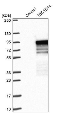 Anti-TBC1D14 antibody produced in rabbit Prestige Antibodies&#174; Powered by Atlas Antibodies, affinity isolated antibody, buffered aqueous glycerol solution