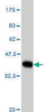 Monoclonal Anti-MYBPC1 antibody produced in mouse clone 3G4, purified immunoglobulin, buffered aqueous solution