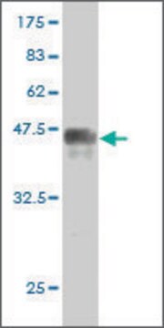 Monoclonal Anti-PRKRIP1 antibody produced in mouse clone 3B11, purified immunoglobulin, buffered aqueous solution