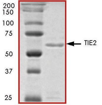 TIE2 (771-end)、活性型、GSTタグ融合 ヒト PRECISIO&#174; Kinase, recombinant, expressed in baculovirus infected Sf9 cells, &#8805;70% (SDS-PAGE), buffered aqueous glycerol solution