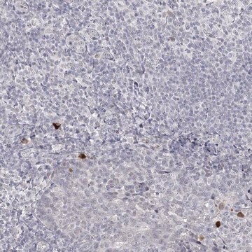 Anti-LY6G5C antibody produced in rabbit Prestige Antibodies&#174; Powered by Atlas Antibodies, affinity isolated antibody, buffered aqueous glycerol solution