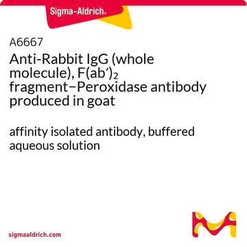 Anti-Rabbit IgG (whole molecule), F(ab&#8242;)2 fragment&#8722;Peroxidase antibody produced in goat affinity isolated antibody, buffered aqueous solution