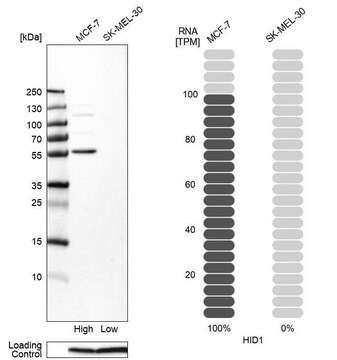 Anti-HID1 antibody produced in rabbit Prestige Antibodies&#174; Powered by Atlas Antibodies, affinity isolated antibody, buffered aqueous glycerol solution