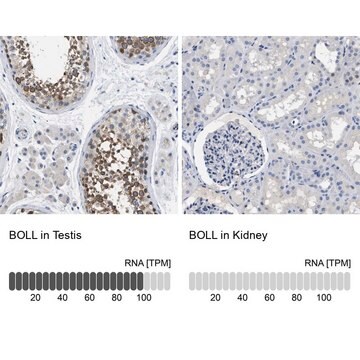 Anti-BOLL antibody produced in rabbit Prestige Antibodies&#174; Powered by Atlas Antibodies, affinity isolated antibody, buffered aqueous glycerol solution