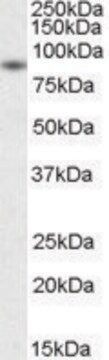 Anti-BAG3 (C-terminal) antibody produced in goat affinity isolated antibody, buffered aqueous solution