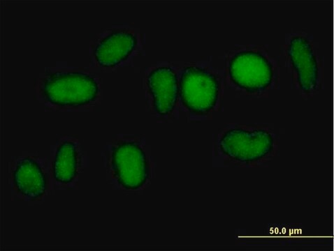 Anti-NFATC2IP antibody produced in mouse purified immunoglobulin, buffered aqueous solution