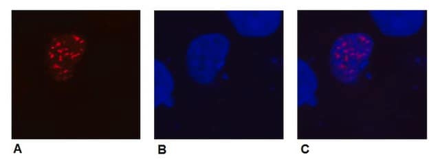 Monoclonal Anti-DDDDK tag antibody produced in mouse clone F-tag-01