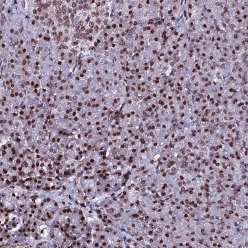 Anti-H2AFX antibody produced in rabbit Prestige Antibodies&#174; Powered by Atlas Antibodies, affinity isolated antibody, buffered aqueous glycerol solution