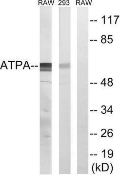 Anti-ATP5A1 antibody produced in rabbit affinity isolated antibody