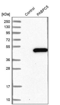 Anti-PABPC5 antibody produced in rabbit Ab2, Prestige Antibodies&#174; Powered by Atlas Antibodies, affinity isolated antibody, buffered aqueous glycerol solution