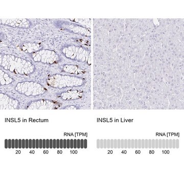 Anti-INSL5 antibody produced in rabbit Prestige Antibodies&#174; Powered by Atlas Antibodies, affinity isolated antibody, buffered aqueous glycerol solution