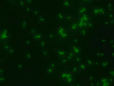 FITC Labeled D-Alanine Suitable for bacterial labeling