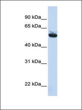 Anti-ARCN1 antibody produced in rabbit affinity isolated antibody