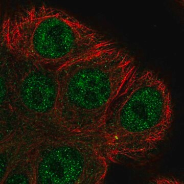 Anti-ARHGEF38 antibody produced in rabbit Prestige Antibodies&#174; Powered by Atlas Antibodies, affinity isolated antibody