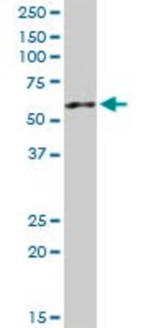 Anti-AP4M1 antibody produced in rabbit purified immunoglobulin, buffered aqueous solution