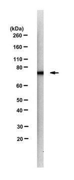 Anti-SNX9 Antibody, clone 6C6 clone 6C6, from rat