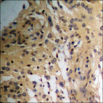 Anti-phospho-p70 S6 Kinase (pSer418) antibody produced in rabbit affinity isolated antibody