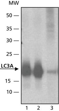 抗LC3A 兔抗 ~1&#160;mg/mL, affinity isolated antibody, buffered aqueous solution