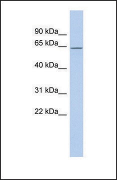 Anti-RNPC3 antibody produced in rabbit affinity isolated antibody