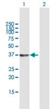 Anti-SGTB antibody produced in mouse purified immunoglobulin, buffered aqueous solution