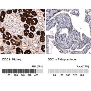 Monoclonal Anti-DDC antibody produced in mouse Prestige Antibodies&#174; Powered by Atlas Antibodies, clone CL2962, purified immunoglobulin, buffered aqueous glycerol solution