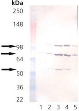 Anti-KDEL Mouse mAb (10C3) liquid, clone 10C3, Calbiochem&#174;