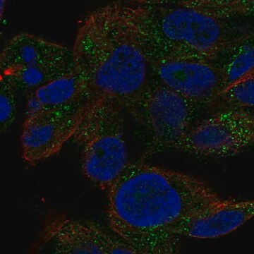 Anti-TRIM51 antibody produced in rabbit Prestige Antibodies&#174; Powered by Atlas Antibodies, affinity isolated antibody