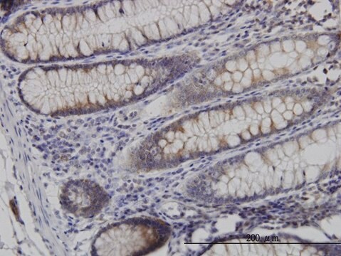 Monoclonal Anti-NDN antibody produced in mouse clone 1B3, purified immunoglobulin, buffered aqueous solution