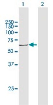 Anti-ACOX3 antibody produced in rabbit purified immunoglobulin, buffered aqueous solution