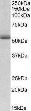 Anti-TRIM72 antibody produced in goat affinity isolated antibody, buffered aqueous solution