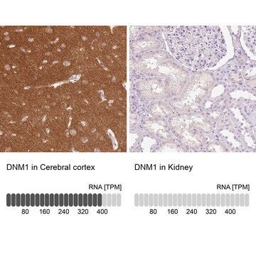 Anti-DNM1 antibody produced in rabbit Prestige Antibodies&#174; Powered by Atlas Antibodies, affinity isolated antibody, buffered aqueous glycerol solution