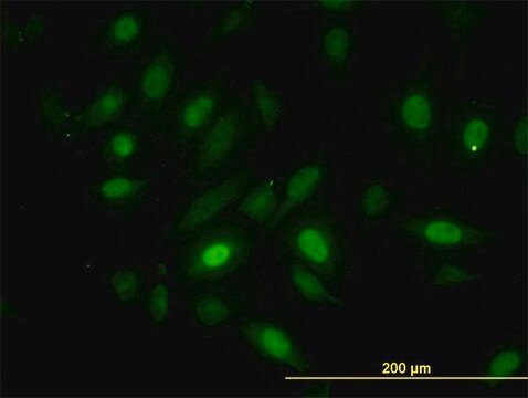 Monoclonal Anti-NEK10 antibody produced in mouse clone 1C9, purified immunoglobulin, buffered aqueous solution