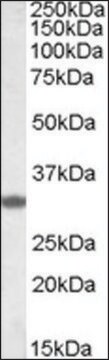 Anti-FHL3 (C-terminal) antibody produced in goat affinity isolated antibody, buffered aqueous solution