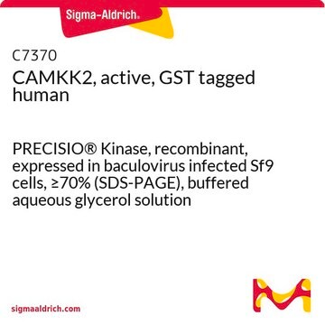 CAMKK2, active, GST tagged human PRECISIO&#174; Kinase, recombinant, expressed in baculovirus infected Sf9 cells, &#8805;70% (SDS-PAGE), buffered aqueous glycerol solution