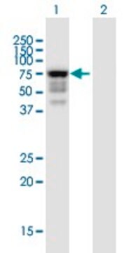 Anti-IDS antibody produced in mouse purified immunoglobulin, buffered aqueous solution