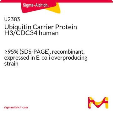 Ubiquitin Carrier Protein H3/CDC34 human &#8805;95% (SDS-PAGE), recombinant, expressed in E. coli overproducing strain