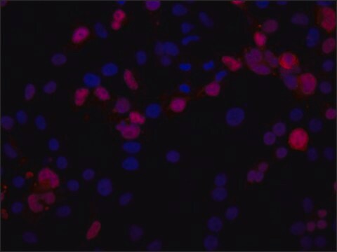 Anti-TNPO2 (C-terminal) antibody produced in rabbit ~1.0&#160;mg/mL, affinity isolated antibody, buffered aqueous solution