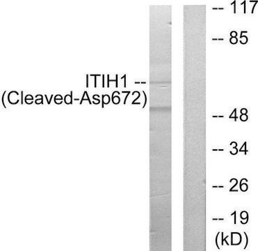 Anti-ITIH1 (Cleaved-Asp672) antibody produced in rabbit affinity isolated antibody