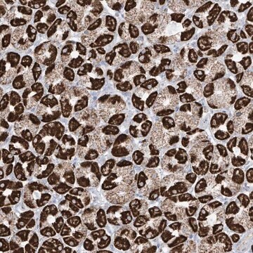 Anti-XKR3 antibody produced in rabbit Prestige Antibodies&#174; Powered by Atlas Antibodies, affinity isolated antibody, buffered aqueous glycerol solution