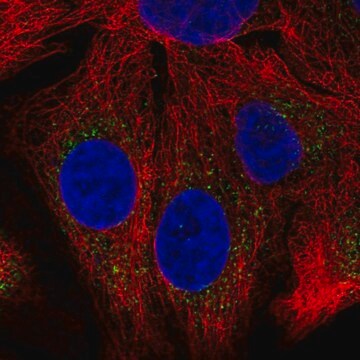 Anti-SH2B1 antibody produced in rabbit Prestige Antibodies&#174; Powered by Atlas Antibodies, affinity isolated antibody