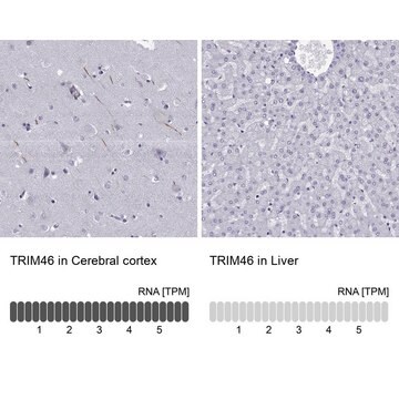 Anti-TRIM46 Prestige Antibodies&#174; Powered by Atlas Antibodies, affinity isolated antibody